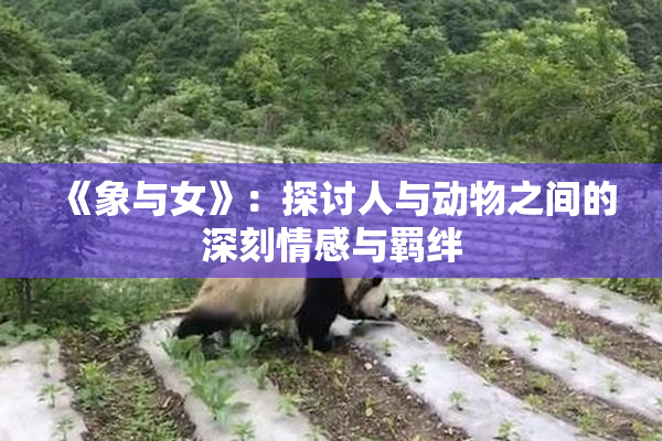 《象与女》：探讨人与动物之间的深刻情感与羁绊