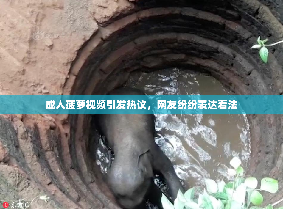 成人菠萝视频引发热议，网友纷纷表达看法