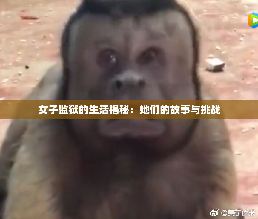 女子监狱的生活揭秘：她们的故事与挑战