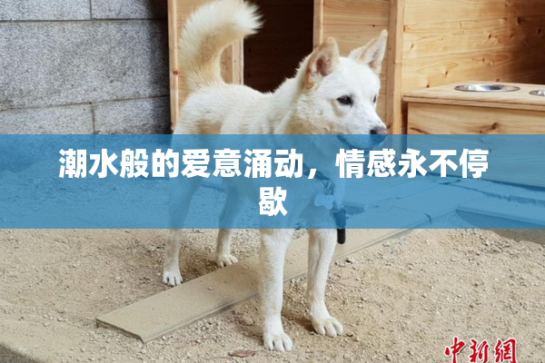 潮水般的爱意涌动，情感永不停歇