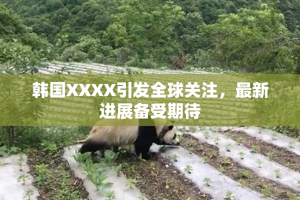 韩国XXXX引发全球关注，最新进展备受期待