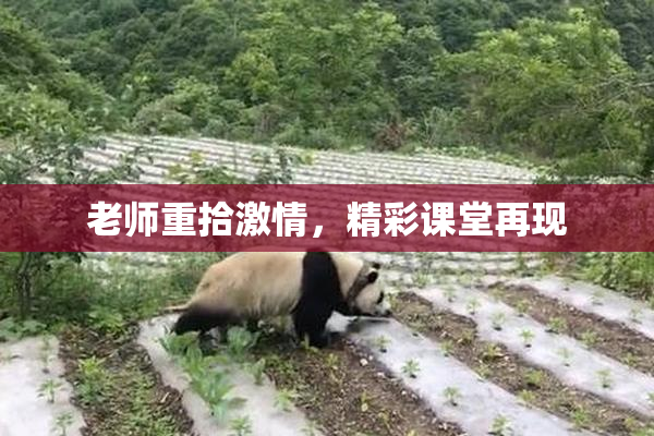 老师重拾激情，精彩课堂再现