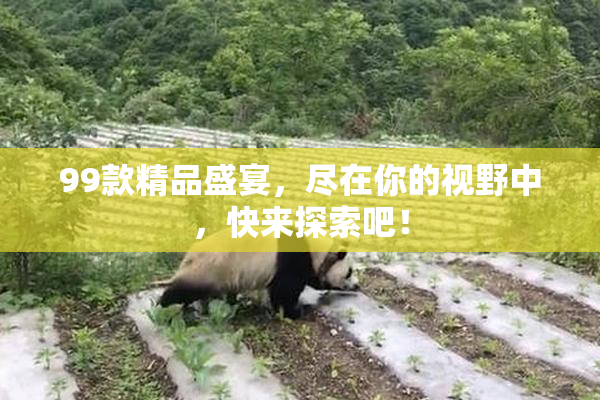 99款精品盛宴，尽在你的视野中，快来探索吧！