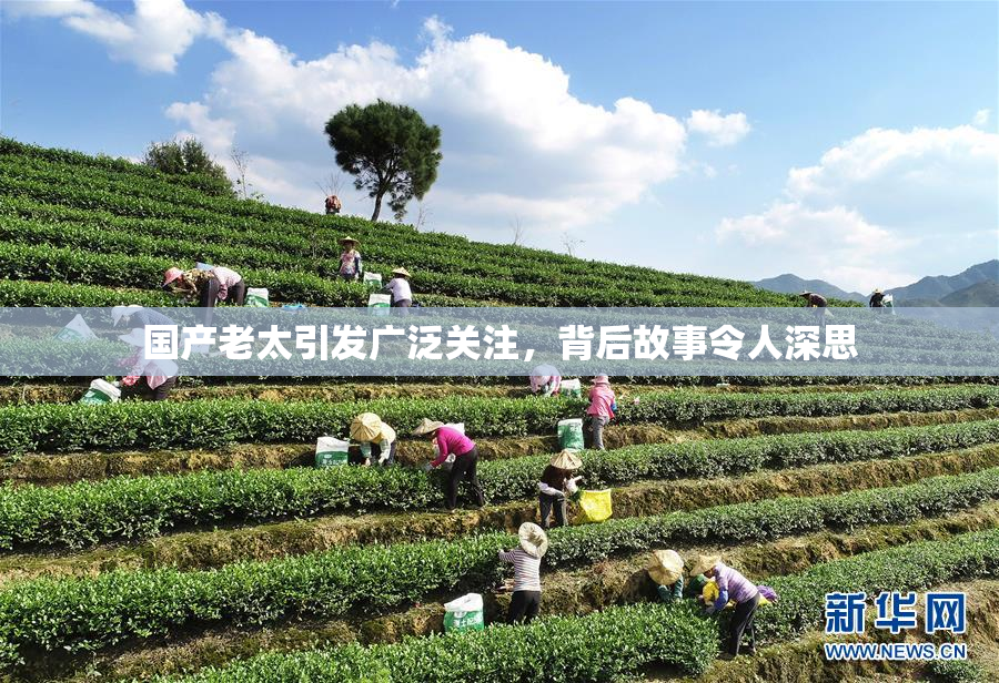 国产老太引发广泛关注，背后故事令人深思