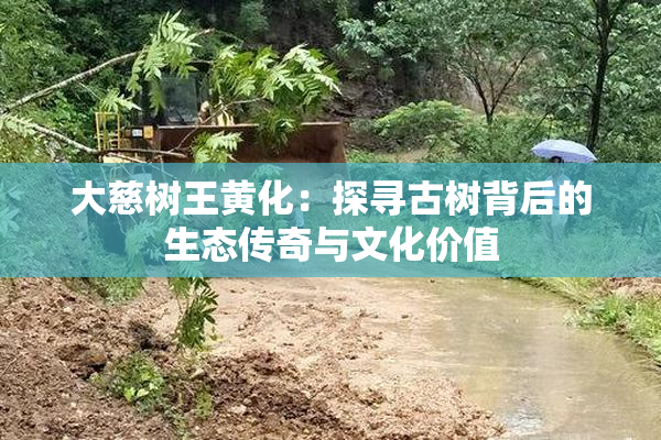 大慈树王黄化：探寻古树背后的生态传奇与文化价值