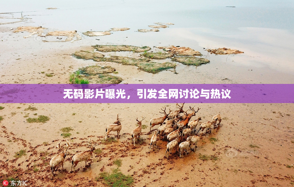 无码影片曝光，引发全网讨论与热议