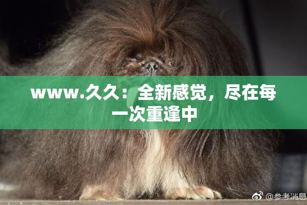 www.久久：全新感觉，尽在每一次重逢中