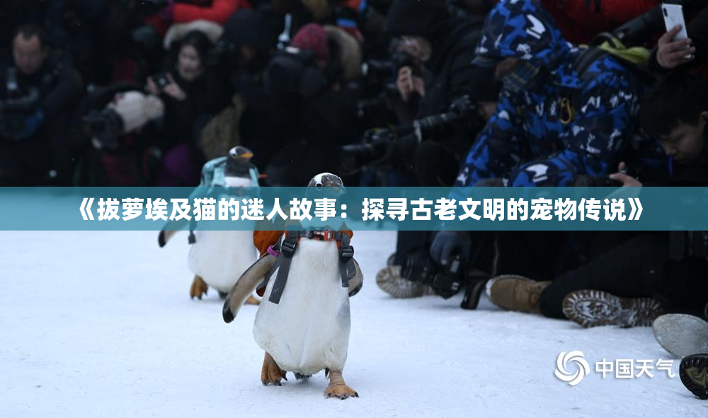 《拔萝埃及猫的迷人故事：探寻古老文明的宠物传说》