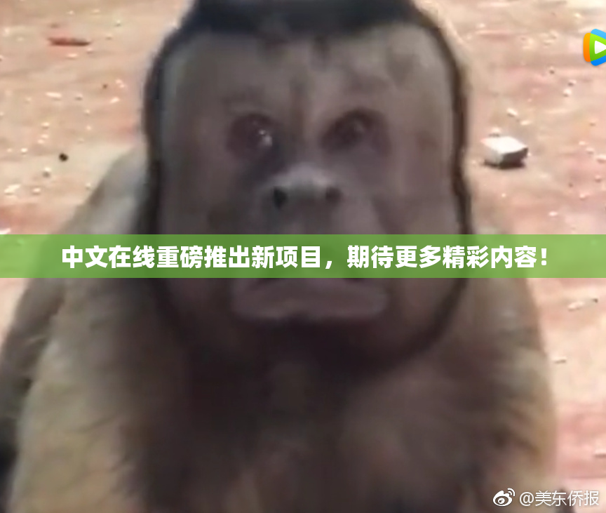 中文在线重磅推出新项目，期待更多精彩内容！