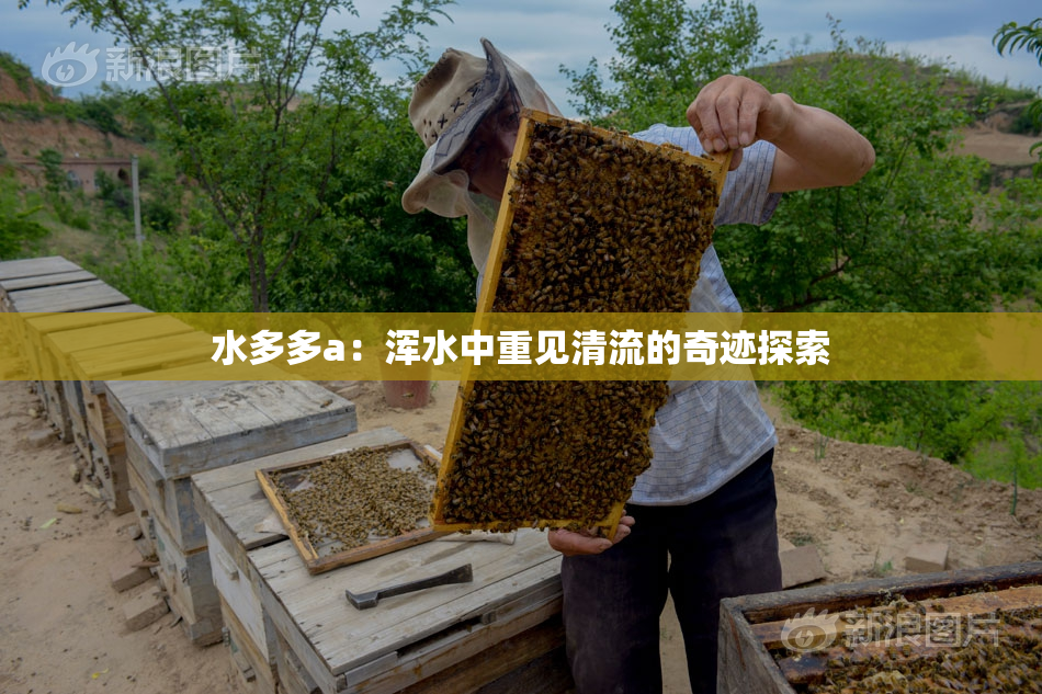 水多多a：浑水中重见清流的奇迹探索