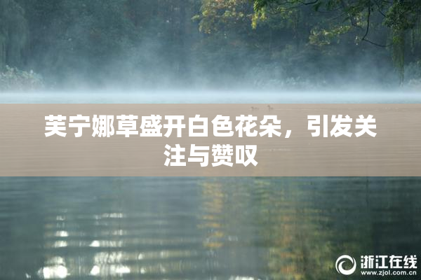 芙宁娜草盛开白色花朵，引发关注与赞叹