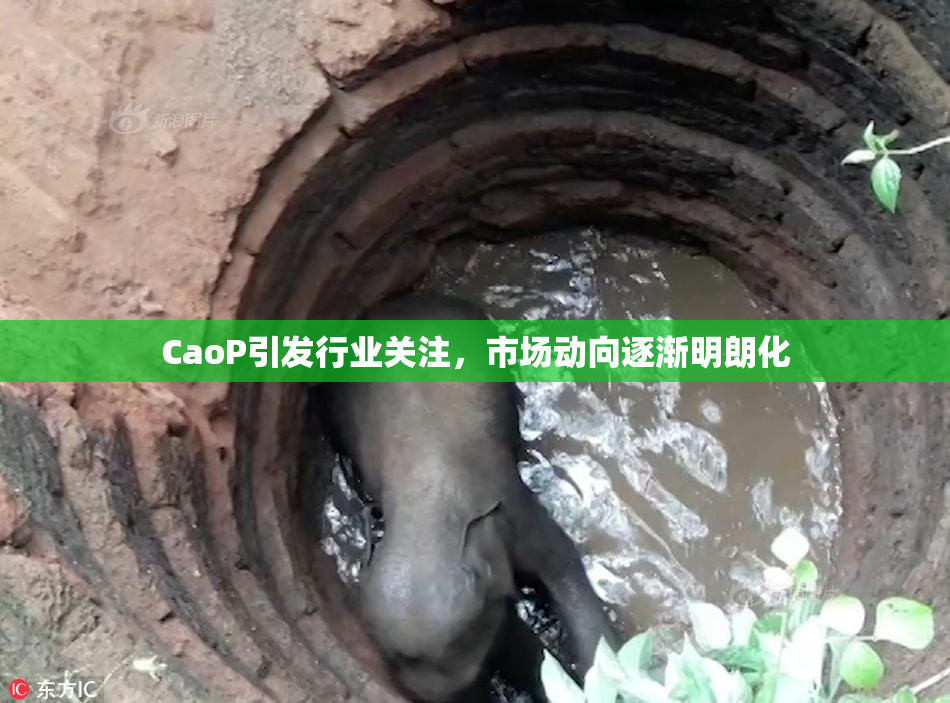 CaoP引发行业关注，市场动向逐渐明朗化