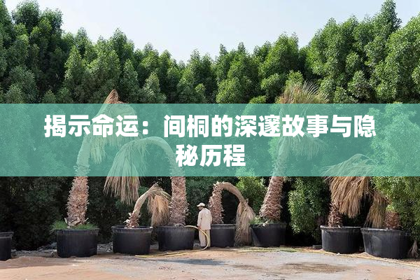 揭示命运：间桐的深邃故事与隐秘历程