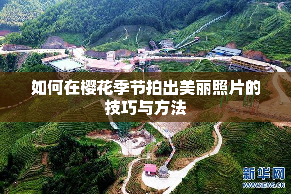 如何在樱花季节拍出美丽照片的技巧与方法