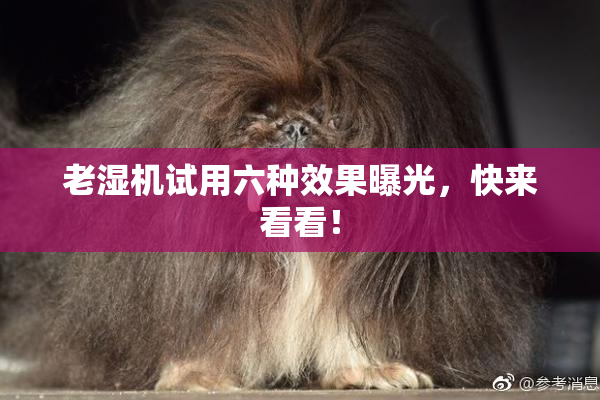 老湿机试用六种效果曝光，快来看看！