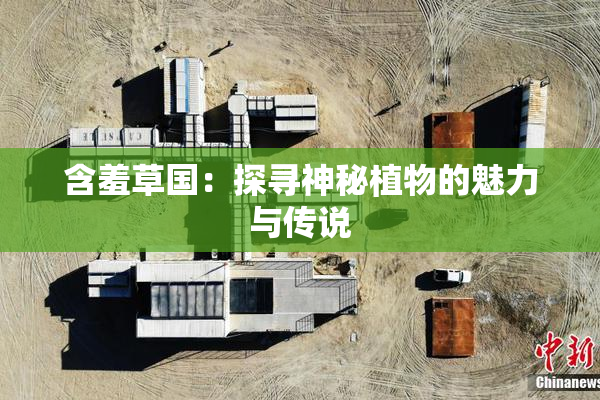 含羞草国：探寻神秘植物的魅力与传说