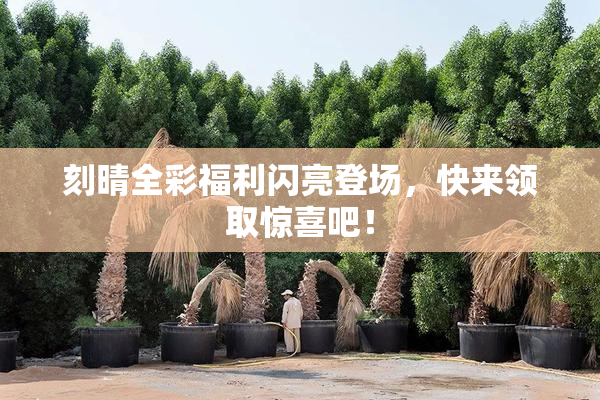 刻晴全彩福利闪亮登场，快来领取惊喜吧！