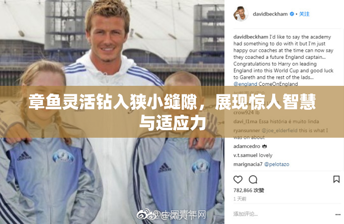 章鱼灵活钻入狭小缝隙，展现惊人智慧与适应力