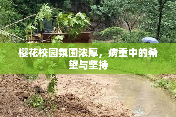 樱花校园氛围浓厚，病重中的希望与坚持
