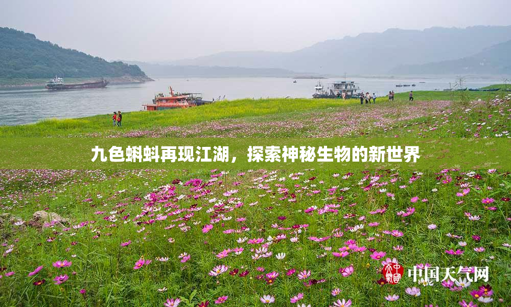 九色蝌蚪再现江湖，探索神秘生物的新世界