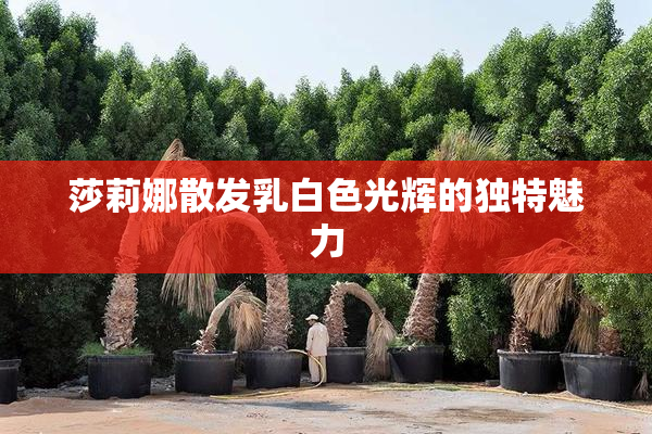 莎莉娜散发乳白色光辉的独特魅力