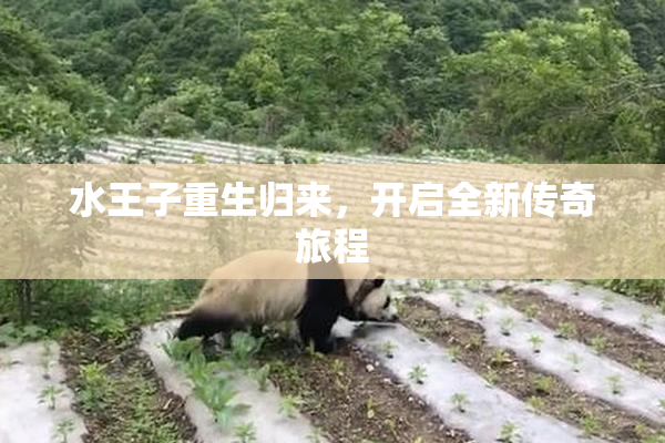 水王子重生归来，开启全新传奇旅程