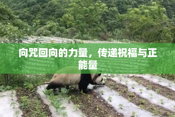 向咒回向的力量，传递祝福与正能量
