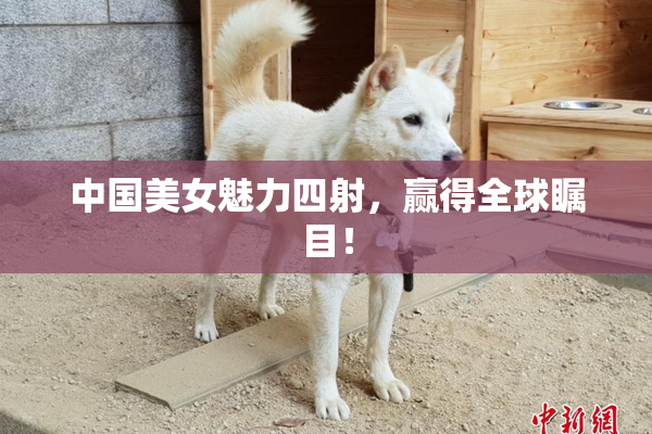 中国美女魅力四射，赢得全球瞩目！