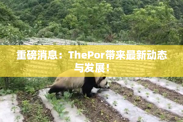 重磅消息：ThePor带来最新动态与发展！