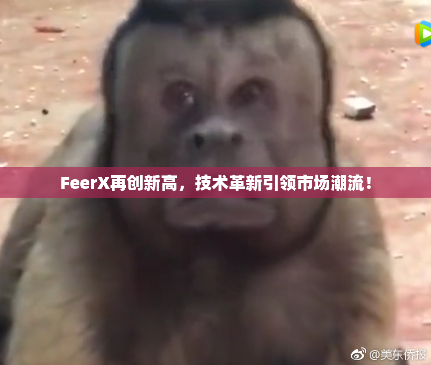 FeerX再创新高，技术革新引领市场潮流！