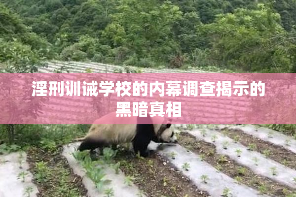 淫刑训诫学校的内幕调查揭示的黑暗真相
