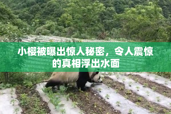 小樱被曝出惊人秘密，令人震惊的真相浮出水面