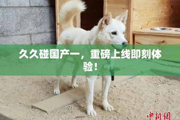 久久碰国产一，重磅上线即刻体验！