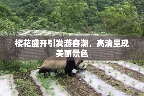 樱花盛开引发游客潮，高清呈现美丽景色