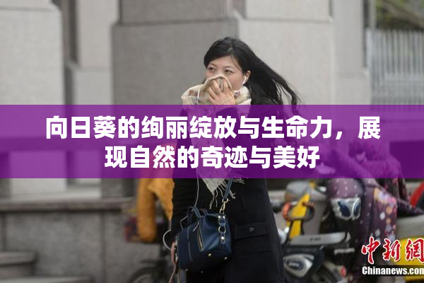向日葵的绚丽绽放与生命力，展现自然的奇迹与美好