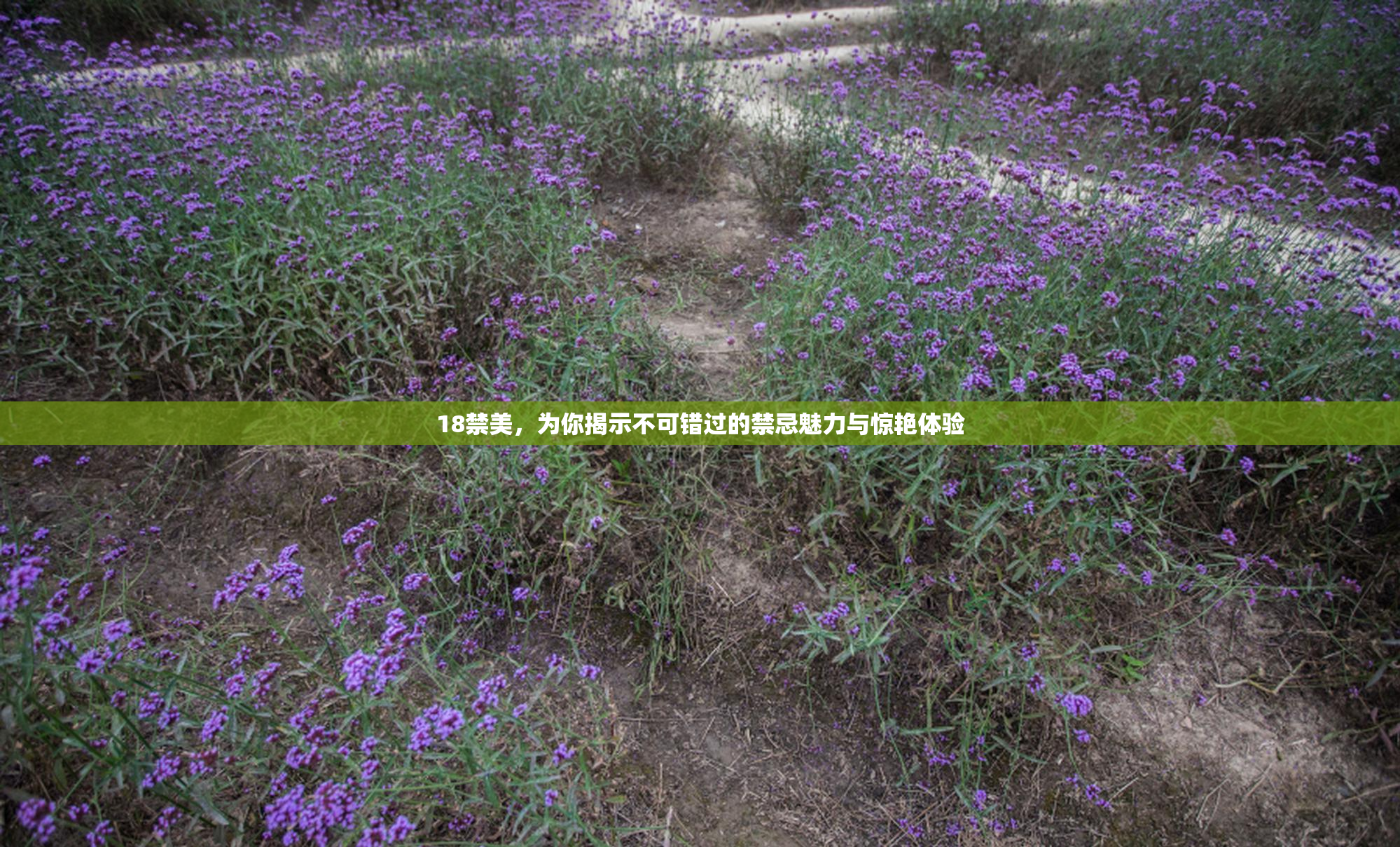 18禁美，为你揭示不可错过的禁忌魅力与惊艳体验