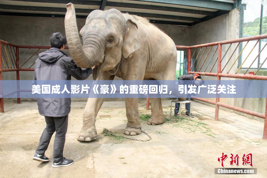 美国成人影片《豪》的重磅回归，引发广泛关注