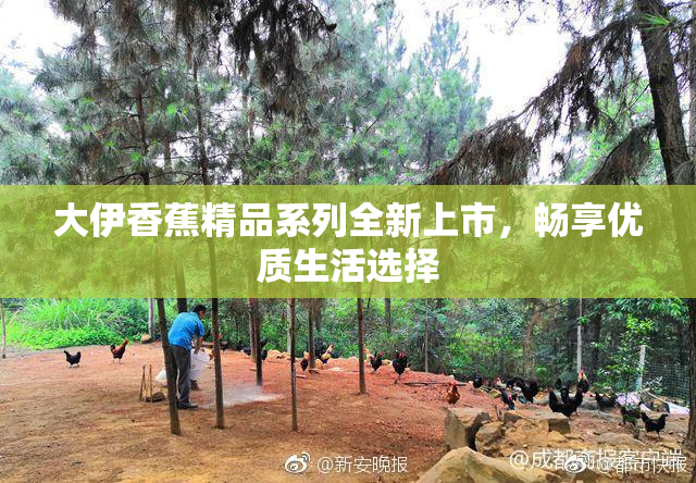 大伊香蕉精品系列全新上市，畅享优质生活选择