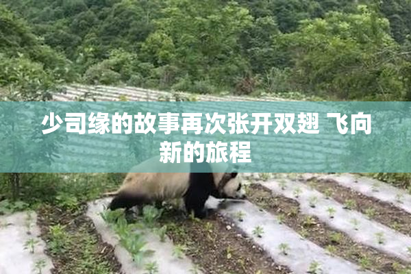 少司缘的故事再次张开双翅 飞向新的旅程