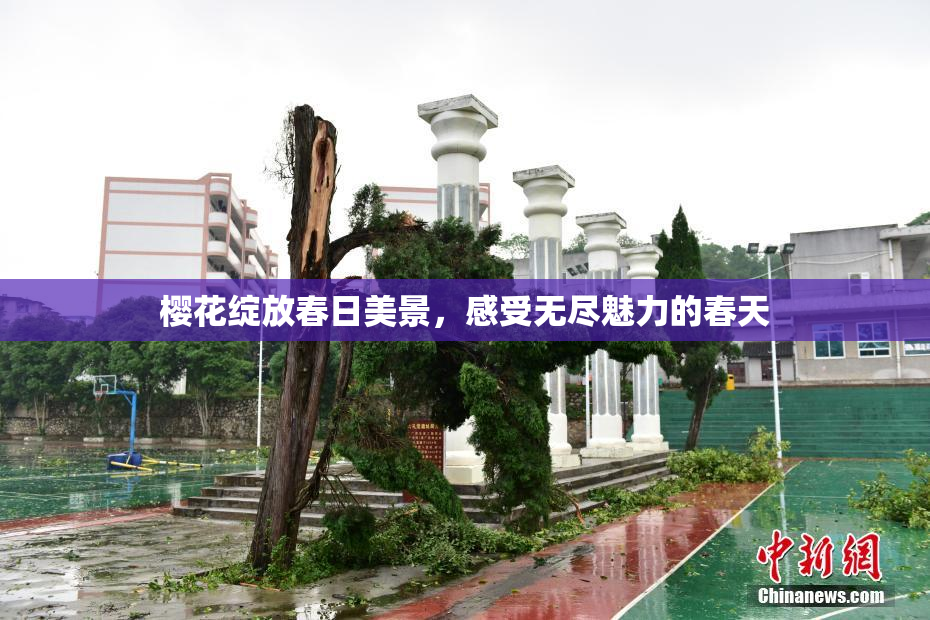 樱花绽放春日美景，感受无尽魅力的春天