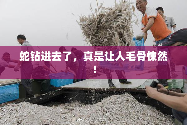 蛇钻进去了，真是让人毛骨悚然！