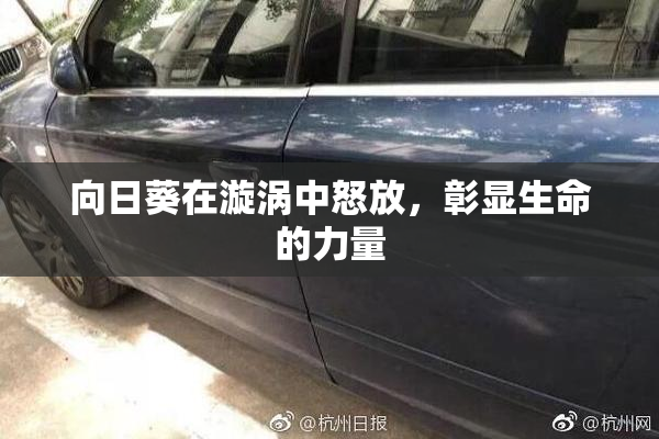 向日葵在漩涡中怒放，彰显生命的力量