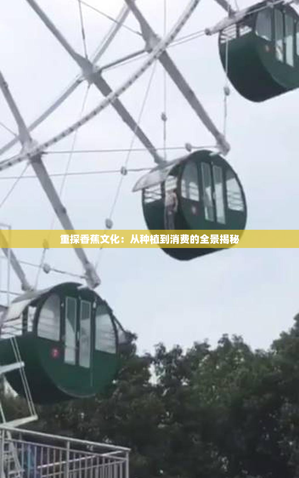 重探香蕉文化：从种植到消费的全景揭秘