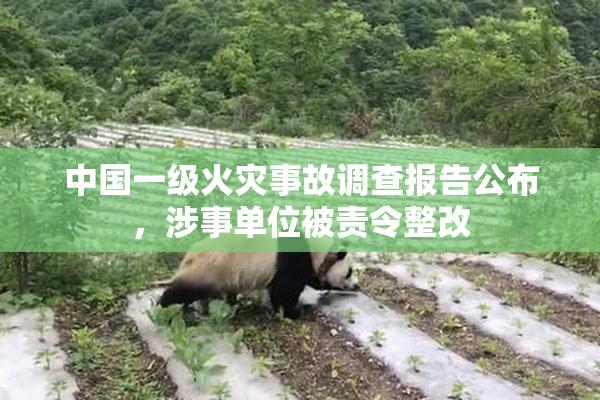 中国一级火灾事故调查报告公布，涉事单位被责令整改