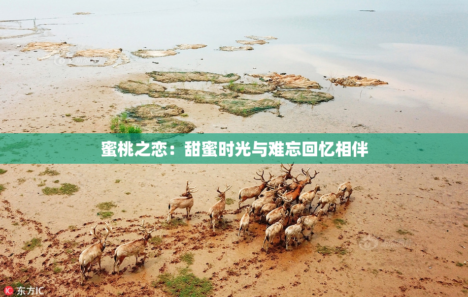 蜜桃之恋：甜蜜时光与难忘回忆相伴