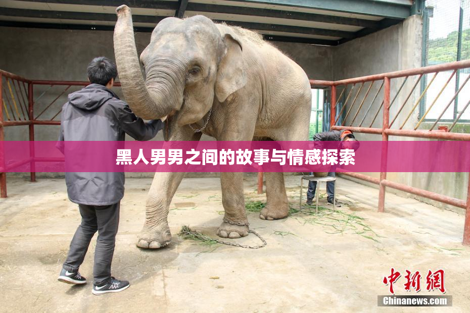 黑人男男之间的故事与情感探索