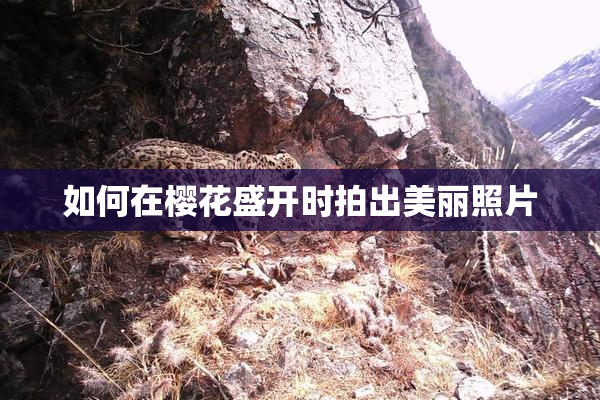 如何在樱花盛开时拍出美丽照片