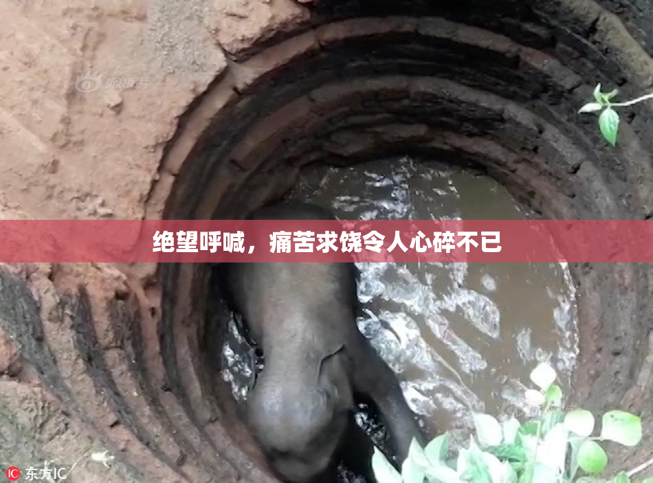 绝望呼喊，痛苦求饶令人心碎不已