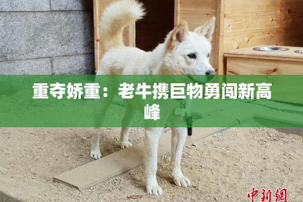 重夺娇重：老牛携巨物勇闯新高峰