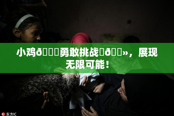 小鸡🐔勇敢挑战‌🐻，展现无限可能！